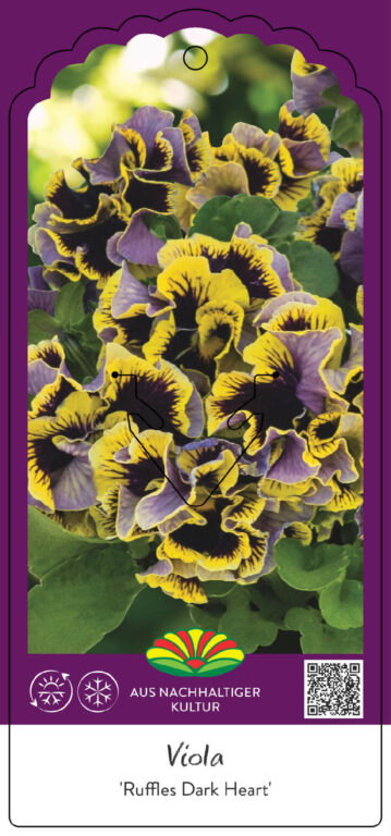Viola Ruffles Viola RUFFLES Dark Heart - Lengert Container-Baumschule