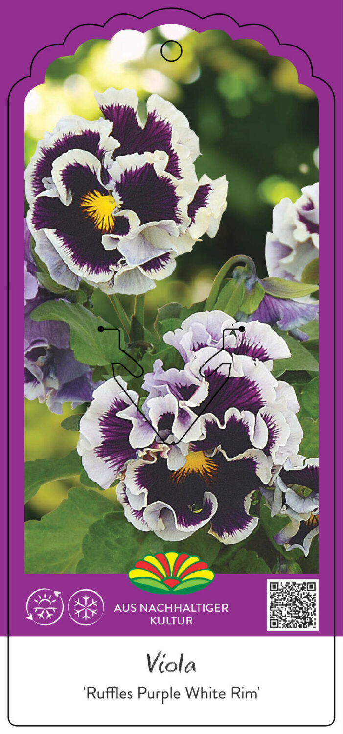 Viola Ruffles Viola RUFFLES Purple White Rim - Lengert Container-Baumschule