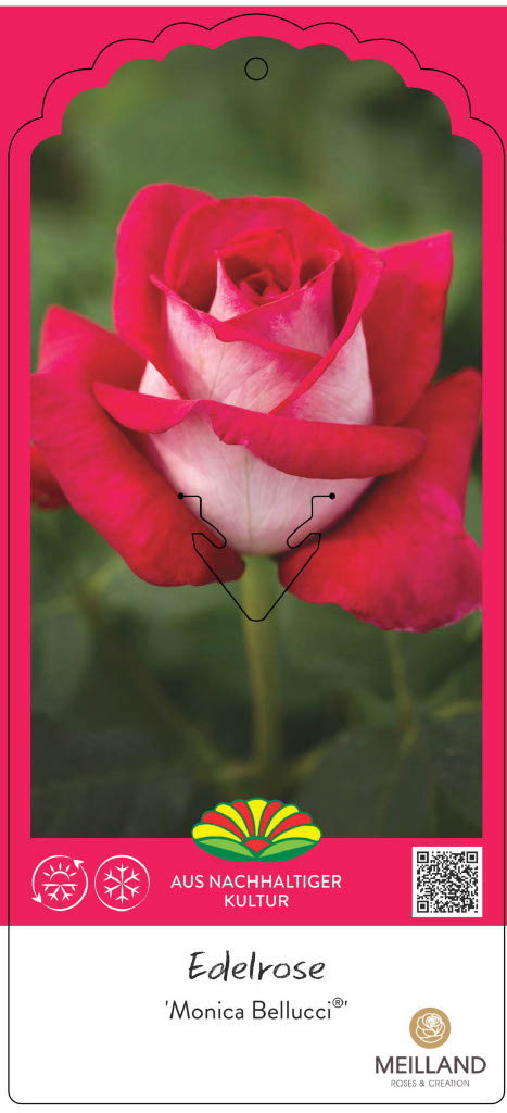 Rose 'Monica Bellucci®' - Lengert Container-Baumschule
